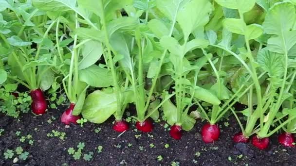 Fresh radish with leaves — Stock Video