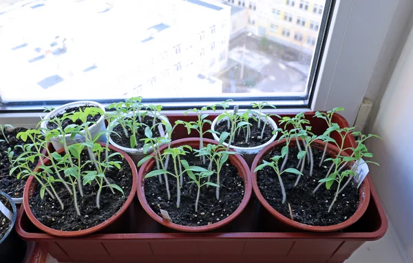 Tomatensetzlinge auf der Fensterbank — Stockfoto