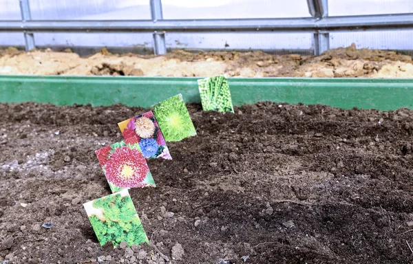 Сеять семена в почве в саду — стоковое фото
