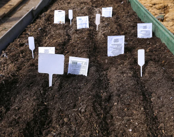 Σπορά σπόρους στο χώμα στον κήπο — Φωτογραφία Αρχείου