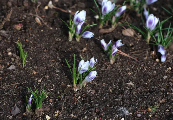 White flower of crocus in the garden — Stock Photo, Image