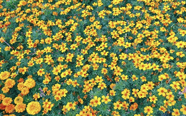 Багато яскравих помаранчевих квітів чорнобривців — стокове фото