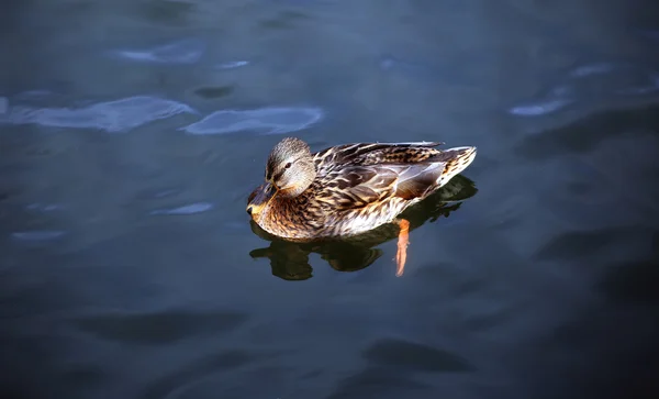 Kacsa úszik a hullámok — Stock Fotó