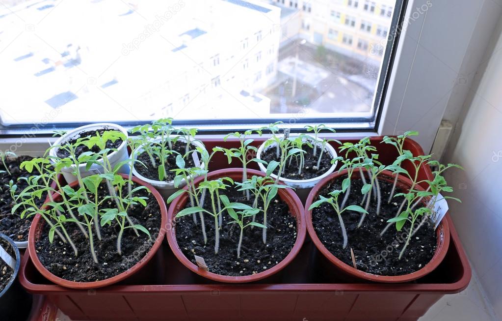 Tomato seedlings on the windowsill