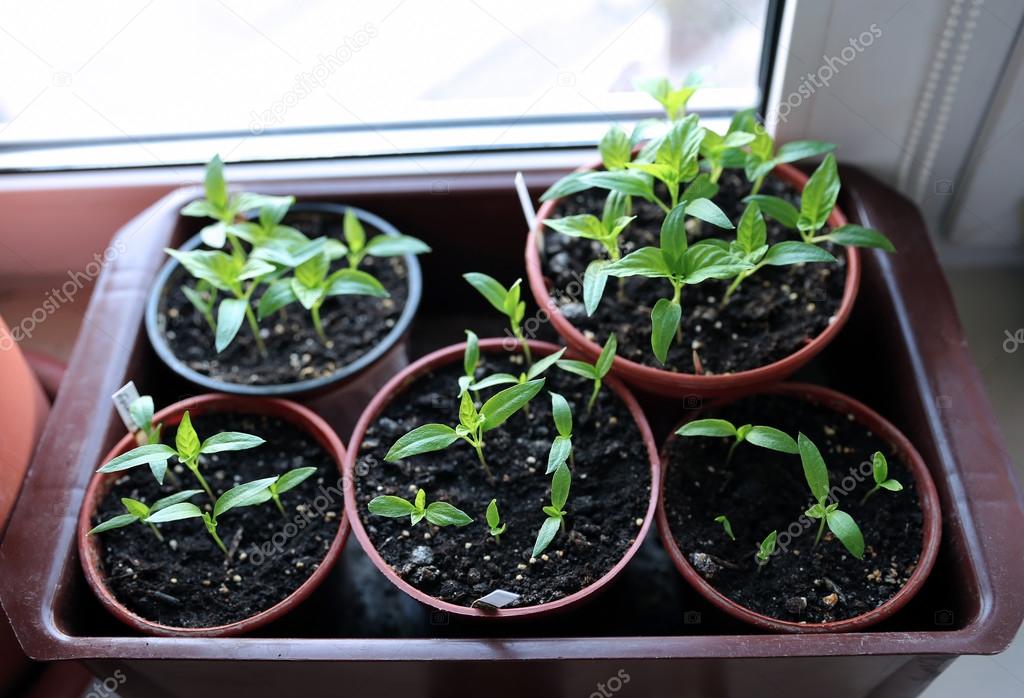 Pepper seedlings on the windowsill
