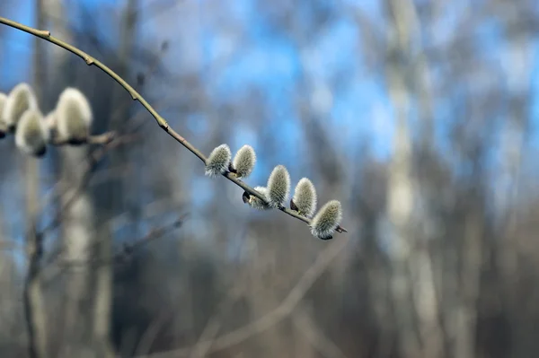 Zweig einer blühenden Weide — Stockfoto