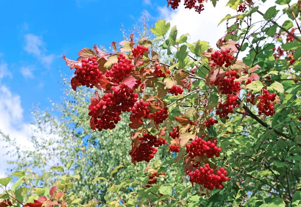 Aglomerados vermelhos brilhantes de bagas de Viburnum nos ramos — Fotografia de Stock