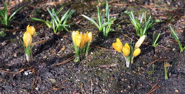 Желтые крокус цветы в саду — стоковое фото