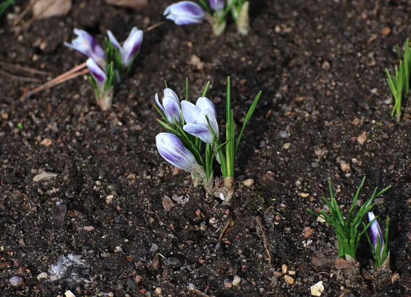 Vit blomma av Krokus i trädgården — Stockfoto