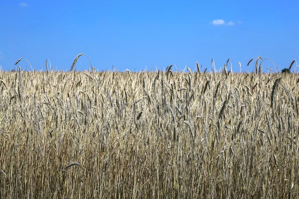 Feld von reifem Roggen — Stockfoto