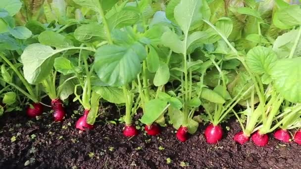 Fresh radish with leaves — Stock Video