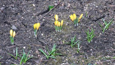 Bahçedeki sarı çiçek.
