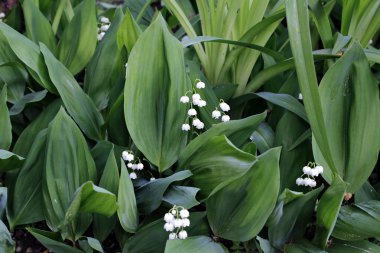 Orman lily vadi çiçekler