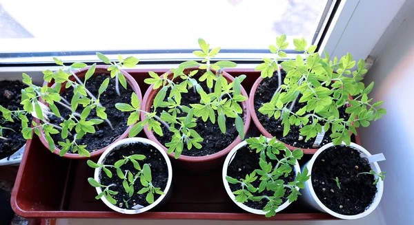 Sadzonki pomidorów na parapecie w domu — Zdjęcie stockowe