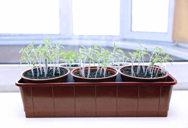 Tomatensetzlinge auf der Fensterbank — Stockfoto