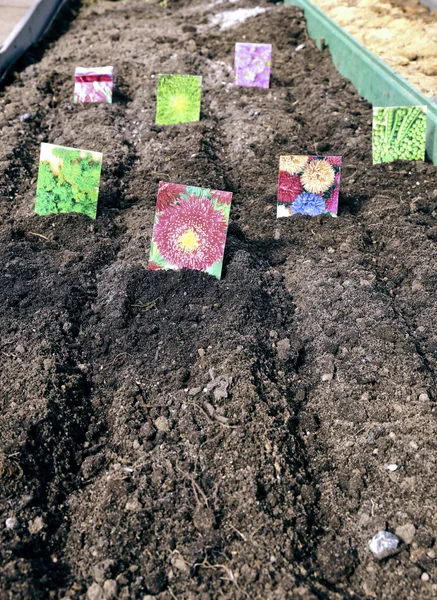 Sowing seeds in the soil in the garden