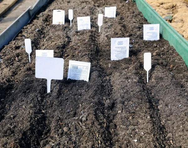 Sowing seeds in the soil in the garden — Stock Photo, Image