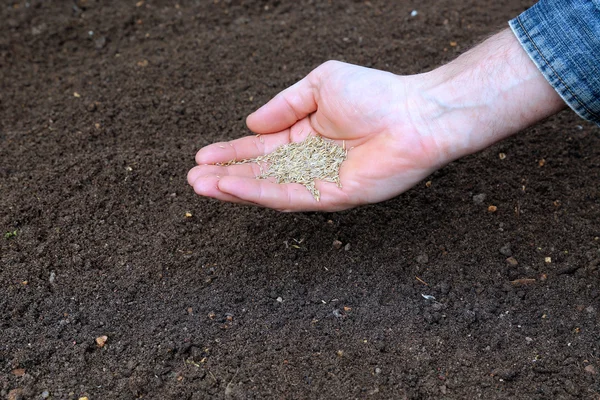Semer des graines d'herbe dans le sol sur la pelouse — Photo