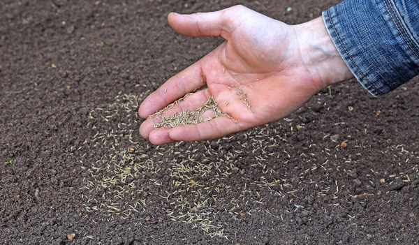 Aussaat von Grassamen — Stockfoto