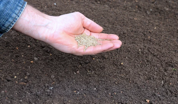 Sowing grass seed into the soil on the lawn — Stock Image Sowing grass seed into the soil on the lawn Stock Picture