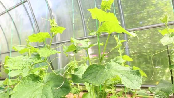 Plántulas jóvenes pepino en el invernadero — Vídeo de stock