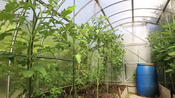 Jovens plantas de tomate em estufa feitas de policarbonato transparente — Vídeo de Stock