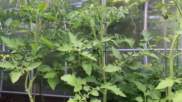 Jovens plantas de tomate em estufa feitas de policarbonato transparente — Vídeo de Stock