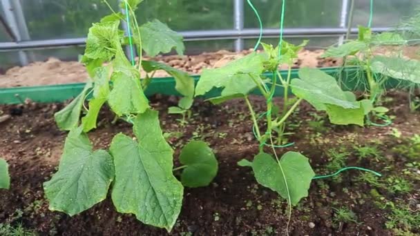 Young seedlings cucumber in the greenhouse — Stock Video