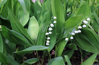 Orman lily vadi çiçekler