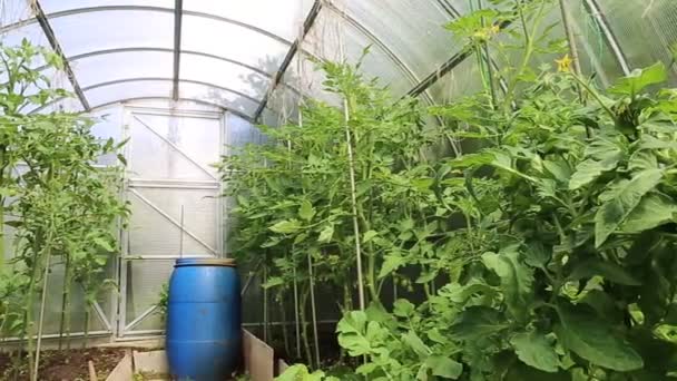 Video rijping groene tomaten in een kas — Stockvideo