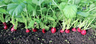 Olgun oval kırmızı turp