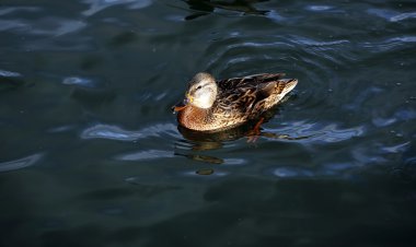 Ördek dalgaları üzerinde yüzüyor