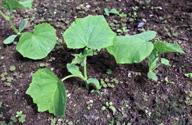 Salatalık bitkiler sera içinde gardenbad üzerinde