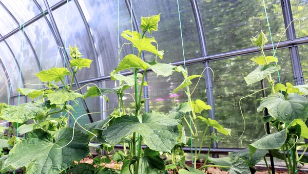 Plantas de pepino en el jardínmalo en el invernadero — Foto de Stock