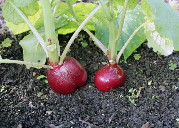 Ripe oval red radishes — Stock Photo, Image