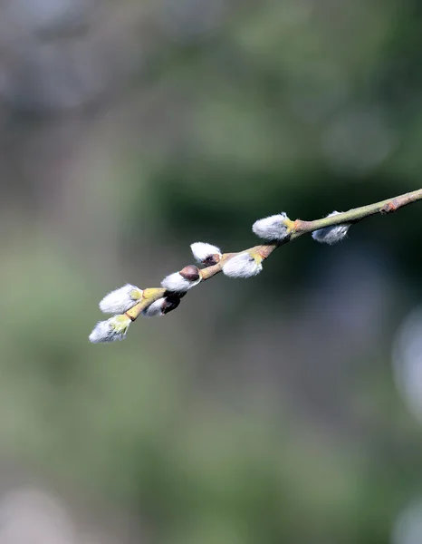 Ramo de um salgueiro de cona florescente — Fotografia de Stock