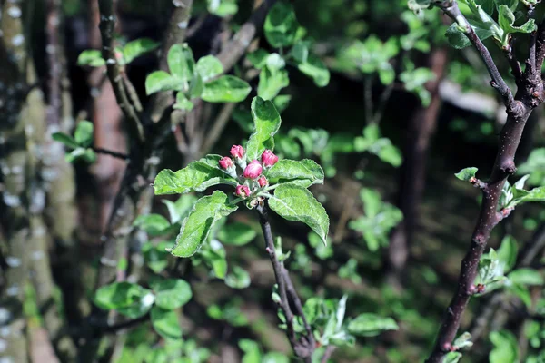 Branche florissante de pomme — Photo