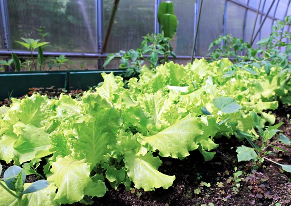 Growing leaves lettuce — Stock Photo, Image