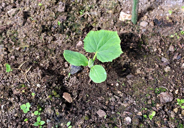 A gardenbad a üvegházhatást okozó növények uborka — Stock Fotó