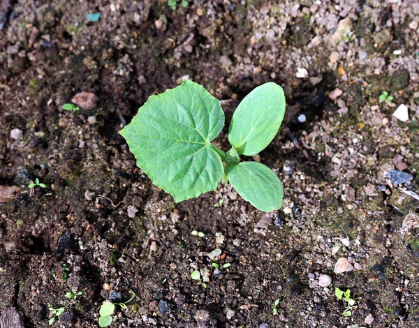 Cucumber plants on the gardenbad in the greenhouse — Stock Photo, Image