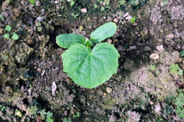 Salatalık bitkiler sera içinde gardenbad üzerinde