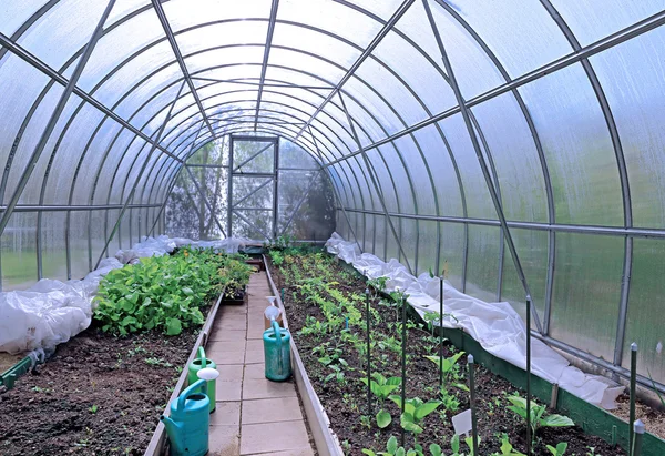 온실에서 성장 야채 — 스톡 사진