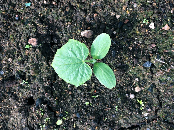 Plantas de pepino no jardimbad — Fotografia de Stock