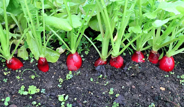 Rijp ovale rode radijs — Stockfoto