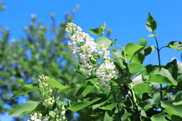 Blossoming white lilac — Stock Photo, Image