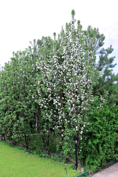 Columnar apple trees in the spring garden — Stock Photo, Image