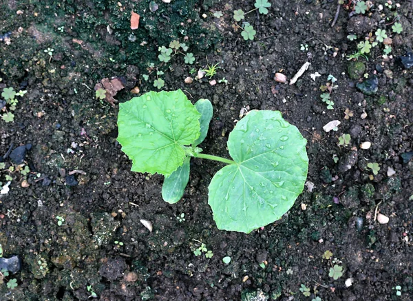 Piante di cetriolo sul giardinomale — Foto Stock