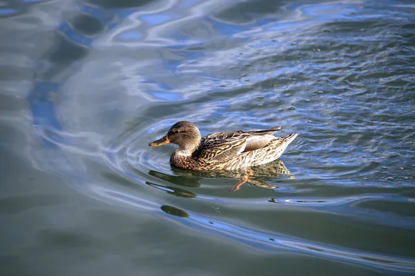 The duck swims on the waves — Stock Photo, Image