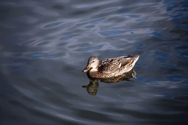 The duck swims on the waves — Stock Photo, Image
