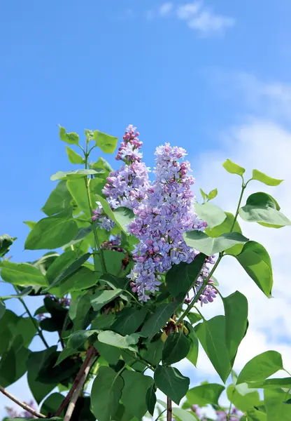 Blossoming lilac in the city park — Stock Photo, Image